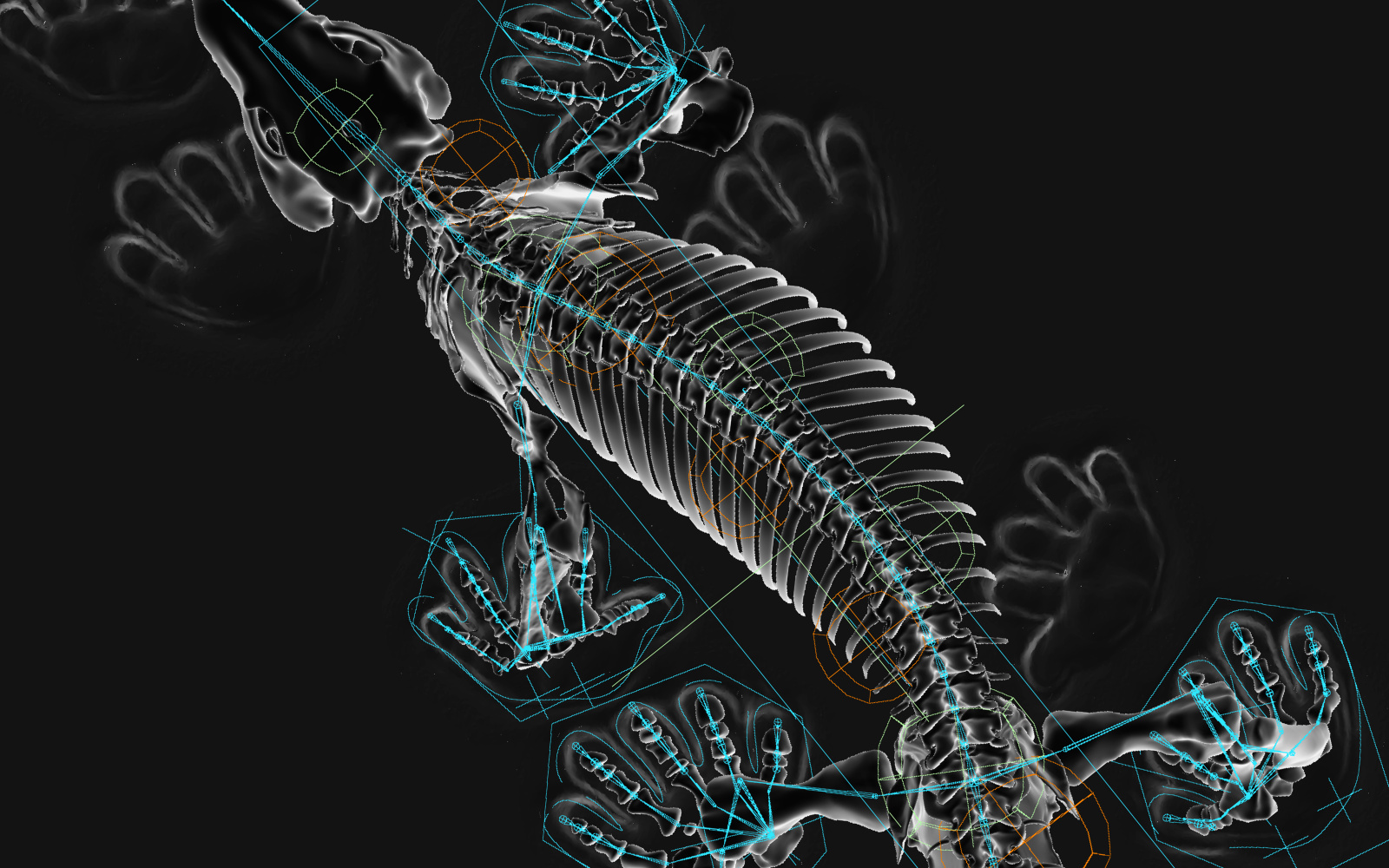 The digitally illustrated skeleton of a reptilian animal can be seen on a black background.
