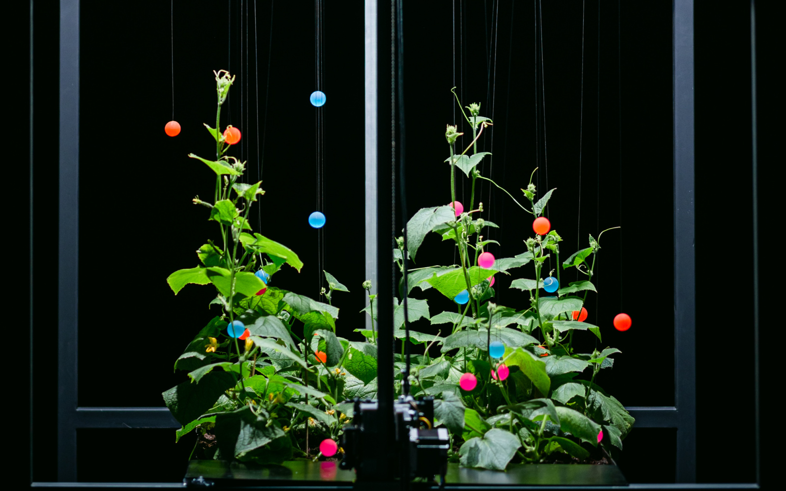 Two cucumber plants stand in a black room, strings hang down from the ceiling with colourful little balls attached to the ends. 