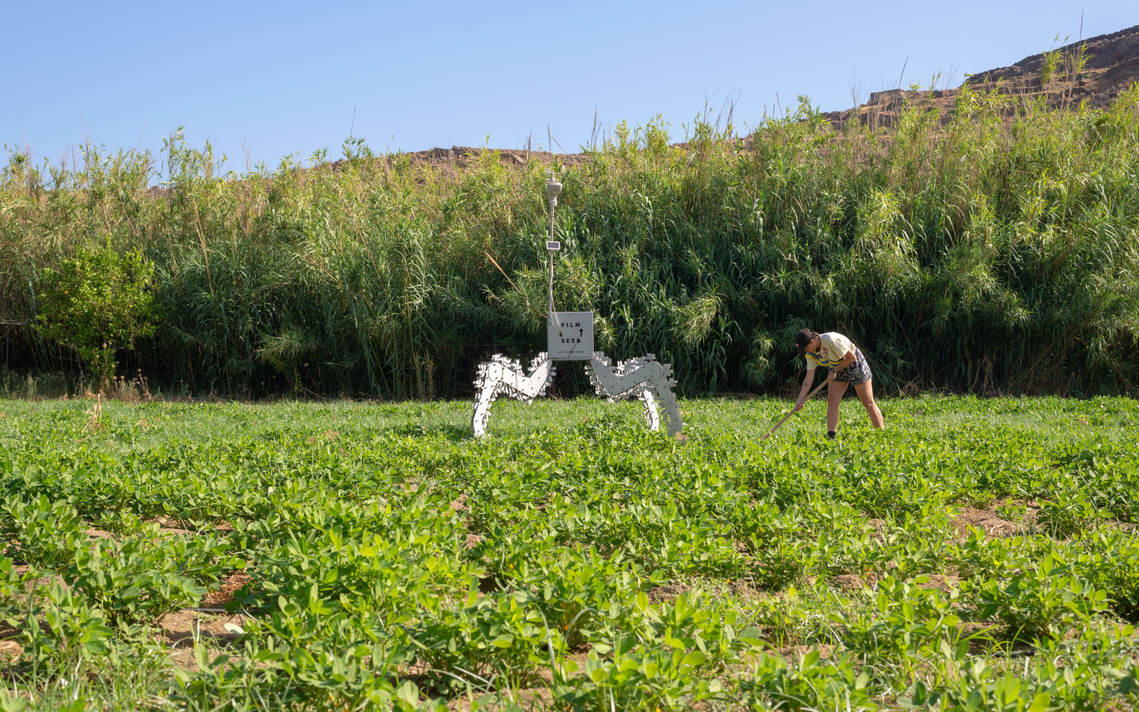 You can see a wide meadow on which a project was built. This stands on 3 supports and carries a box that is labeled with Film Seed. A woman hooks the field next to it.