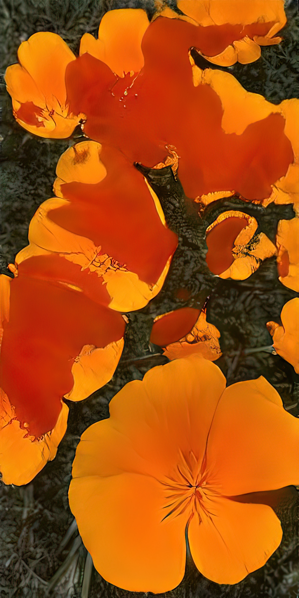 In the picture you can see the close-up of orange flowers with green grass in the background. The flowers are the Cali Poppy Seed