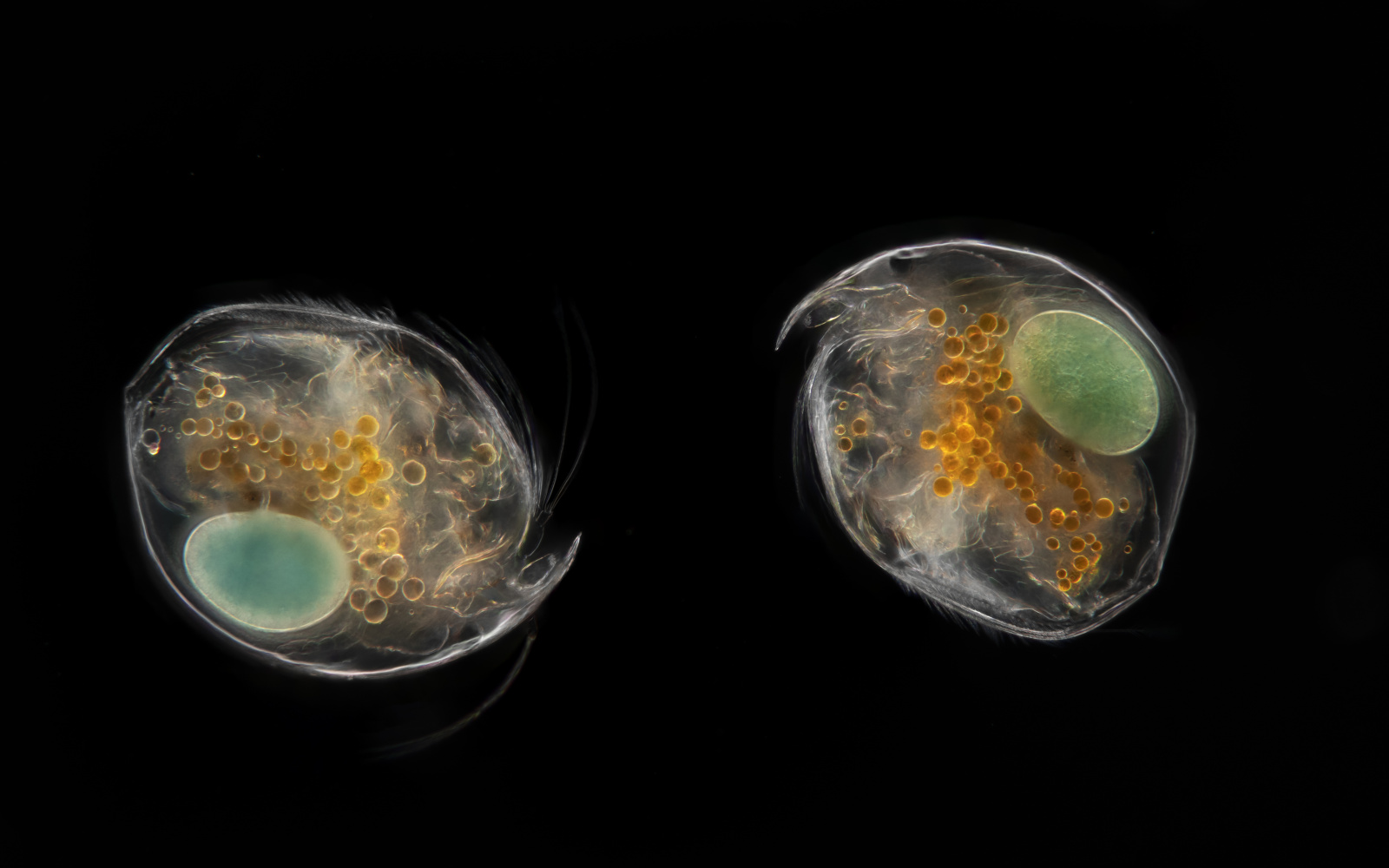 You can see two digitized plantcells against a black background.