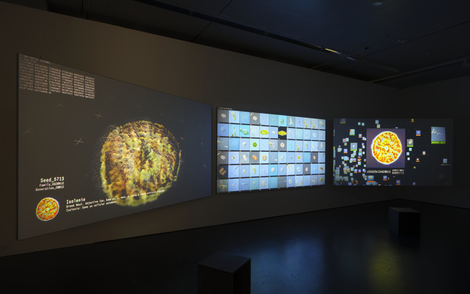 »Codex Virtualis: Genesis« von Interspecifics. Zu sehen ist ein abgedunkelter Raum, indem drei große Bildschirme an der Wand hängen. Diese bilden verschiedne Organismen ab.