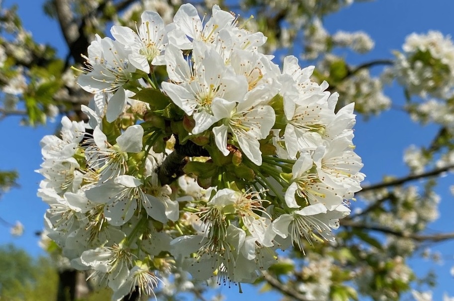 Auf dem Bild sind Knospen an einem Baum auf der ZKM-Streuobstwiese zu sehen