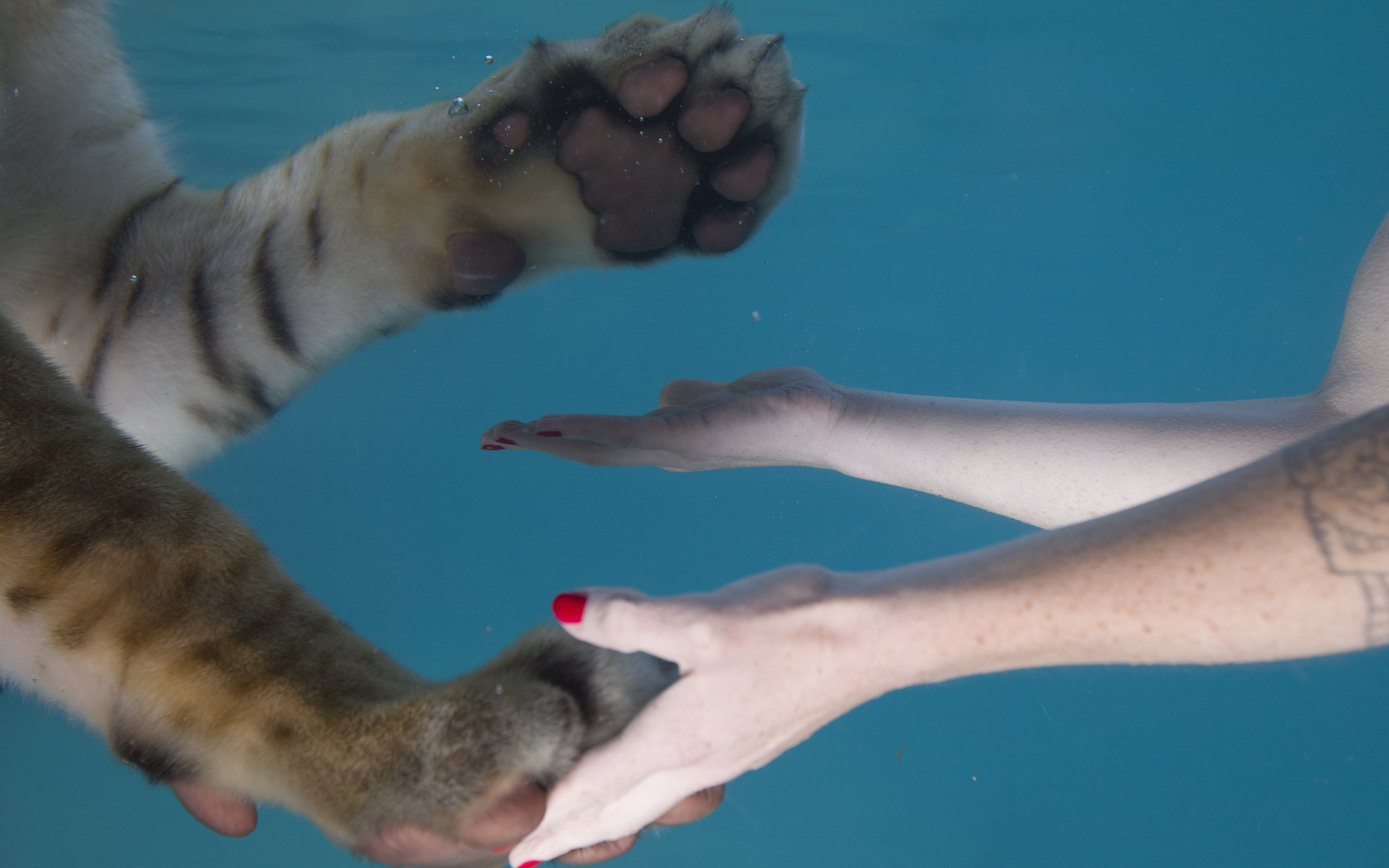 A human hand and a tiger's paw touch underwater.