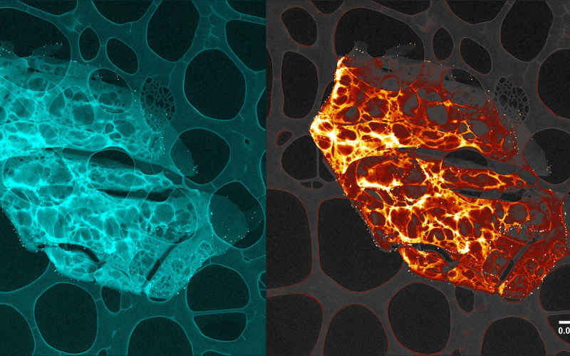Goldennanoparticles