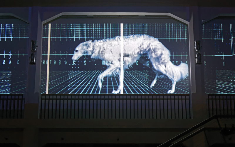 A greyhound projected on a screen