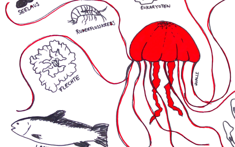 Zwischen den Armen einer großen  roten Qualle sind weitere Wasserkritter zu sehen.