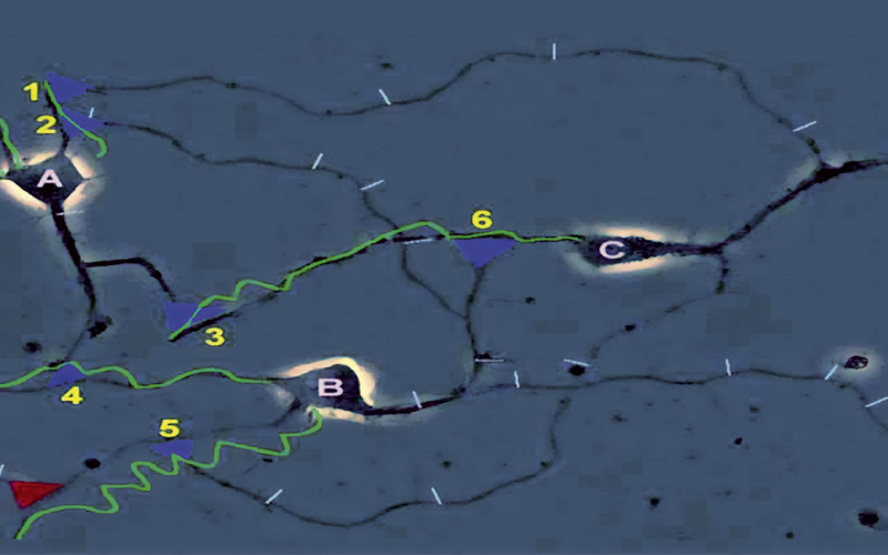 Graphical representation of neuronal structures