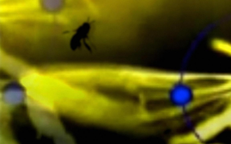 Blurred image of a flying insect against a yellow background