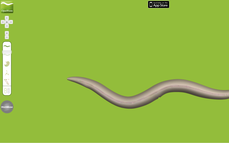 Ein animierter Wurm vor einem grünen Hintergrund.
