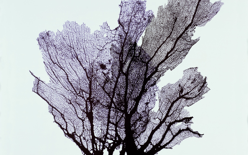 Koralle (Rhipidigorgia flabellum) Musée d’histoire naturelle, Fribourg Fotogramm, 71 x 70 cm, 2006