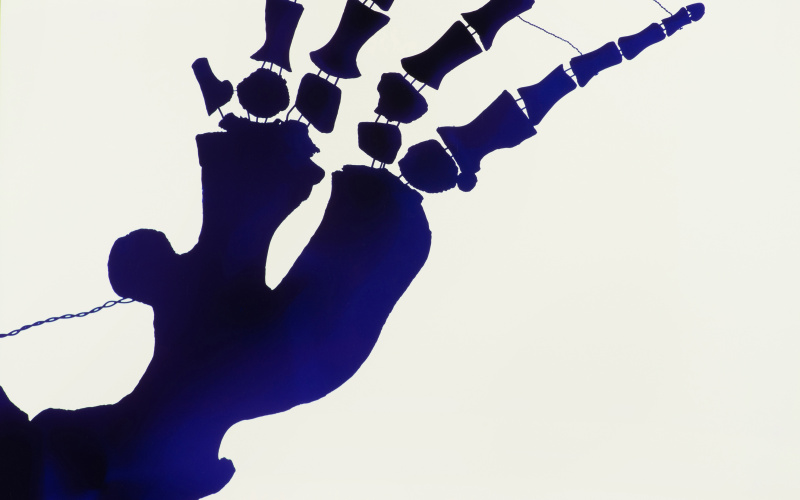 Photogram of a sperm whale fin