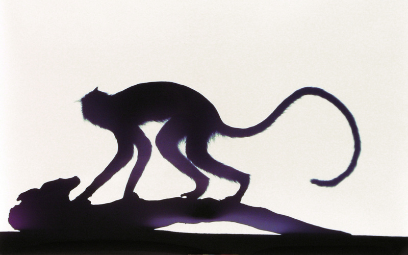  Photogram of a stuffed Dent-monkey