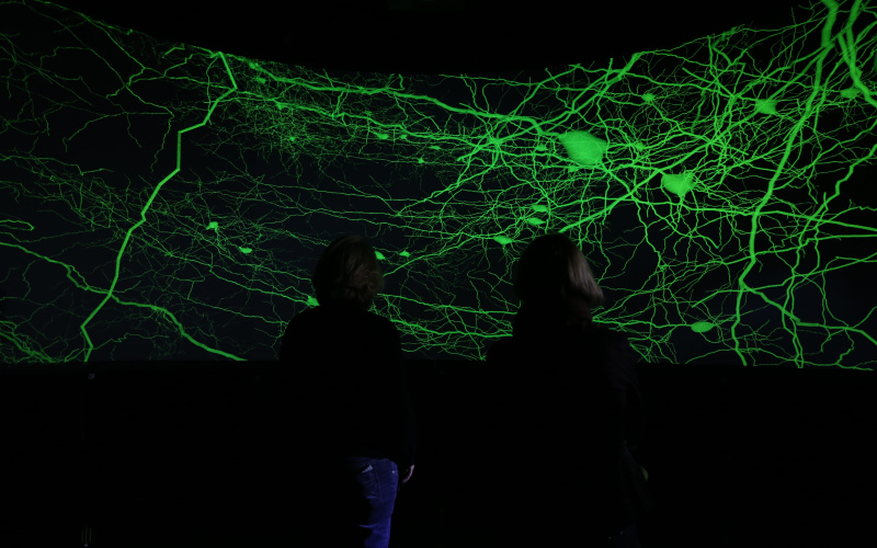Green visualization of neurons in front of a black background