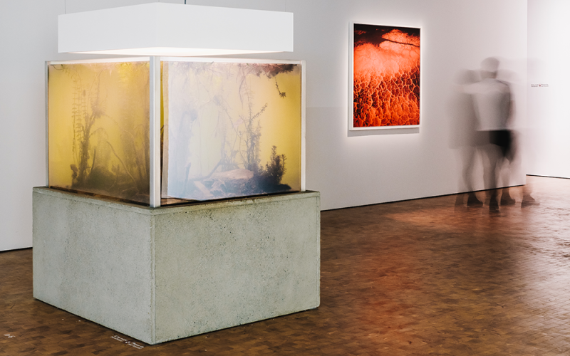 An aquarium in the exhibition »Reset Modernity!«