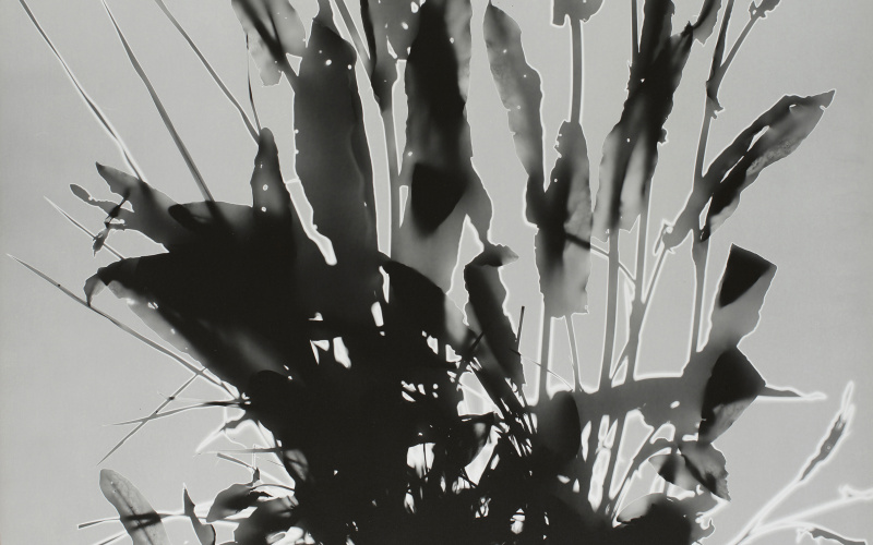 Photogram of sorrels