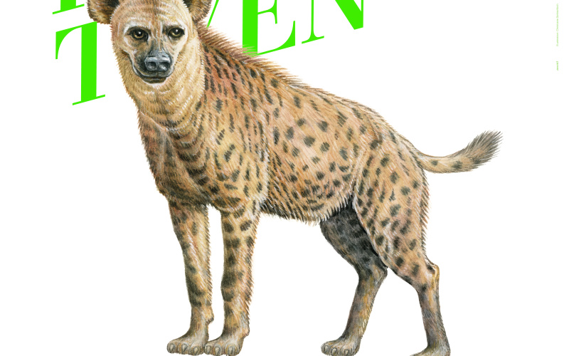 Lettering Frauenperspektiven and Logo Animal Hyaena