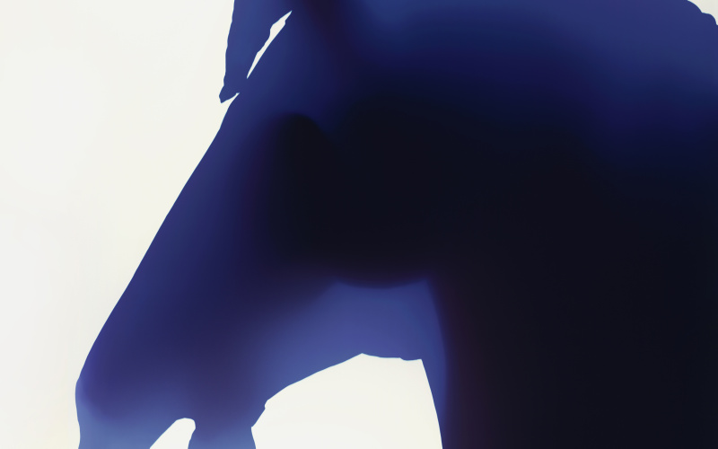 Photogram of a horse head.