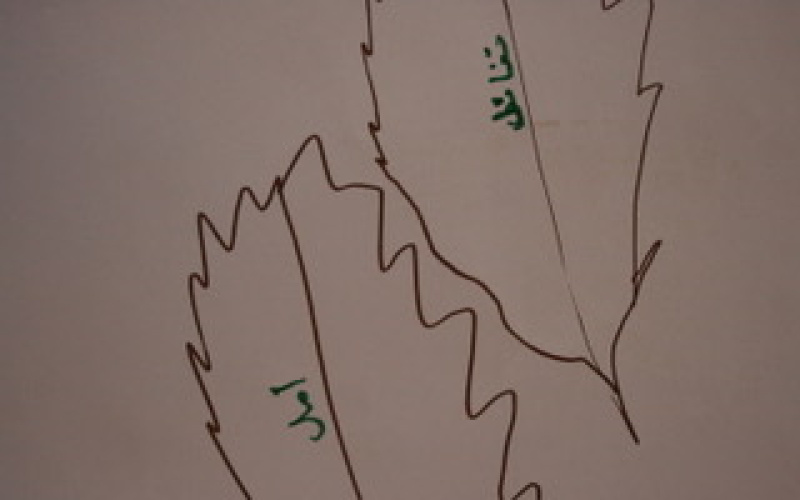 Drawing of two leaves, created during a workshop