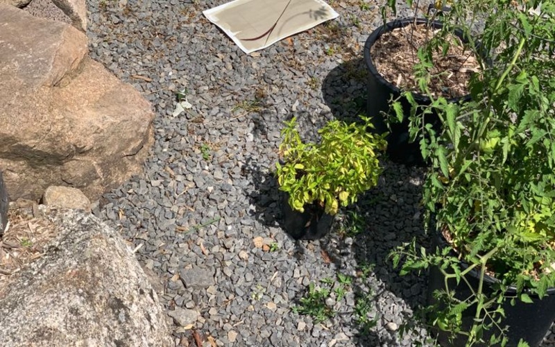 Photo of plants lying flat on sheets of paper. Behind them a gravel square.