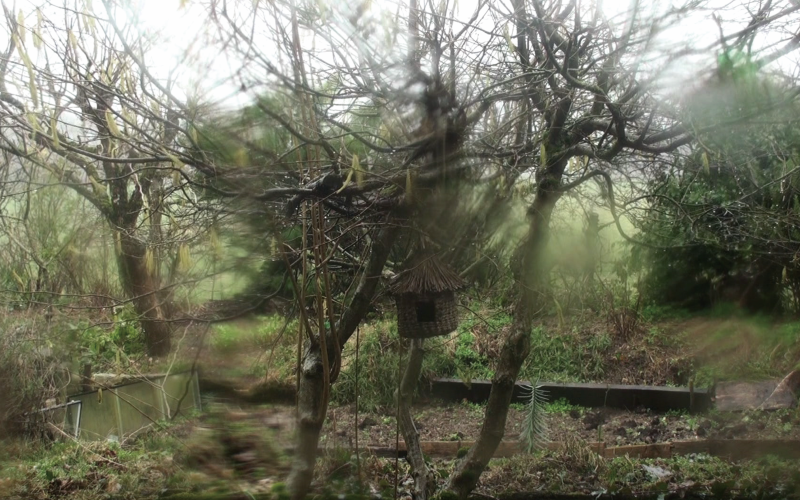 Zu sehen ist ein Naturgebiet mit mehreren Bäumen. An einem der Bäume hängt ein Vogelhaus. Stellenweise ist das Foto verschwommen.