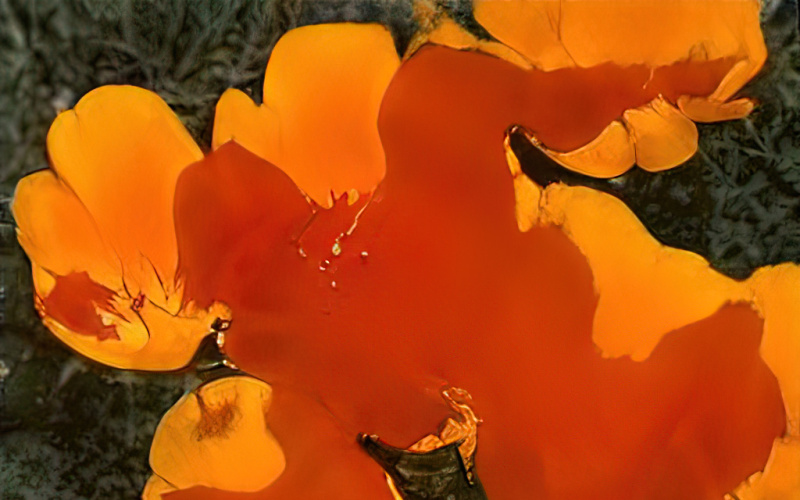 Auf dem Bild zu sehen ist die Nahaufnahme von orangefarbenen Blumen mit grünem Gras im Hintergrund. Bei den Blumen handelt es sich um die Cali Poppy Seed 