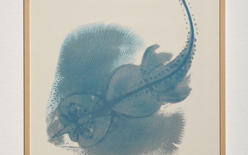 »The Kingdom Series: X-Ray of Sting Ray« von Agnes Denes. Zu sehen ist ein eingerahmtes Bild. Auf hellem Hintergrund befindet sich eine blaue abstrakte Form.