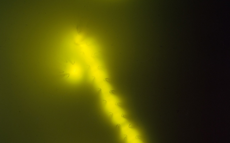 Gelbes Neonlicht auf schwarzem Hintergrund