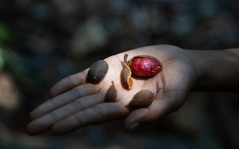 Eine offene Hand mit Saatgut