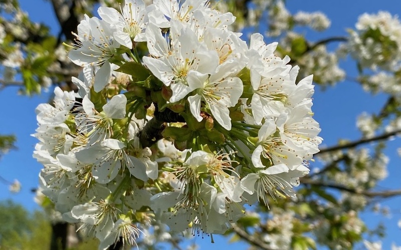 Auf dem Bild sind Knospen an einem Baum auf der ZKM-Streuobstwiese zu sehen