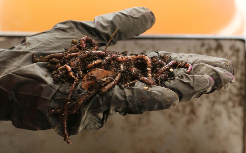 Zu sehen ist eine behandschuhte Hand, welche Erde auf ihre Eigenschaften hin untersucht.