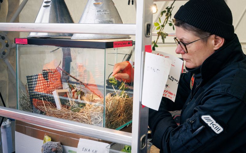 Zu sehen ist eine Person, die ein Blatt in ein Terrarium hält. 