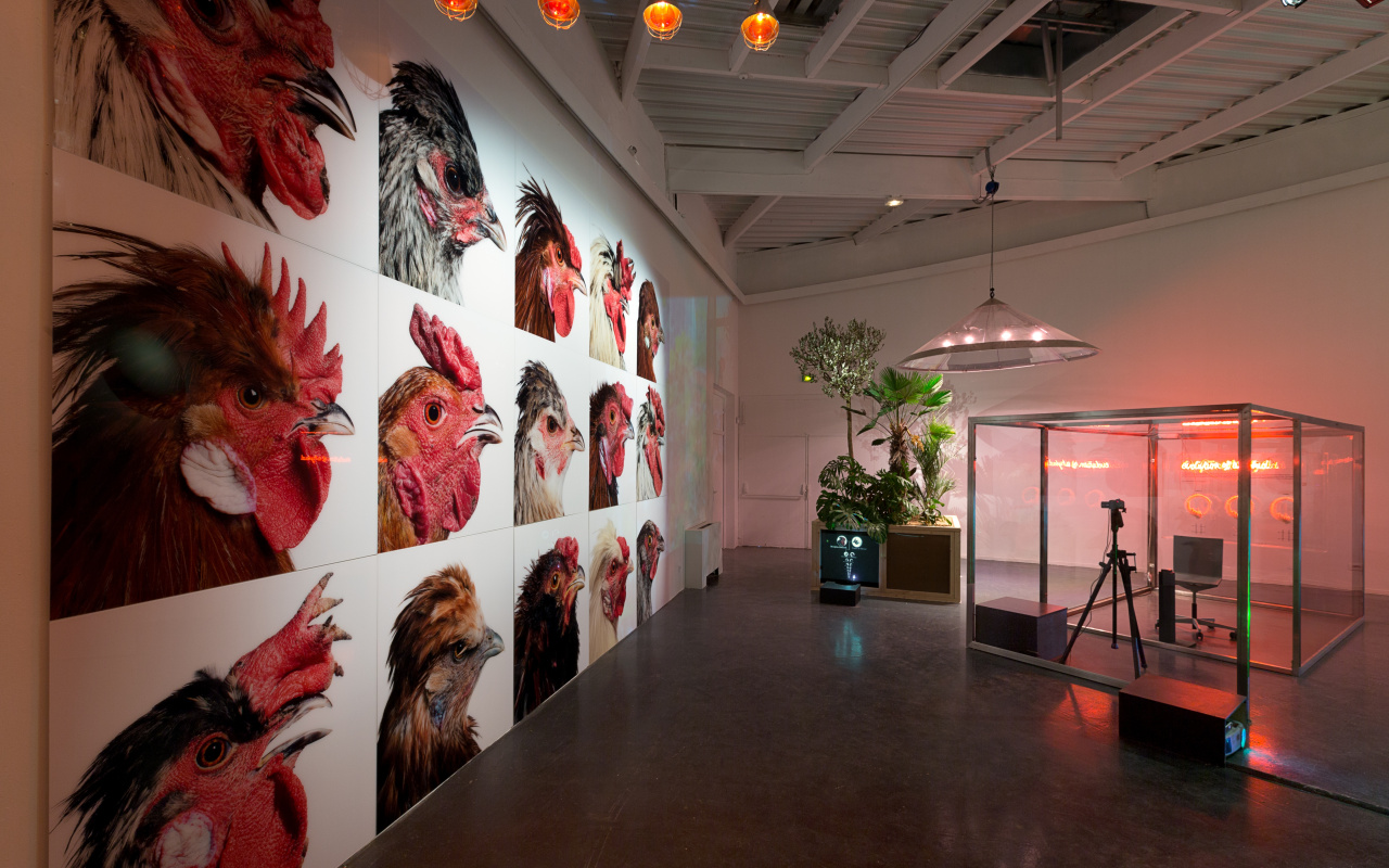 Installation mit Bildern von Hühnern