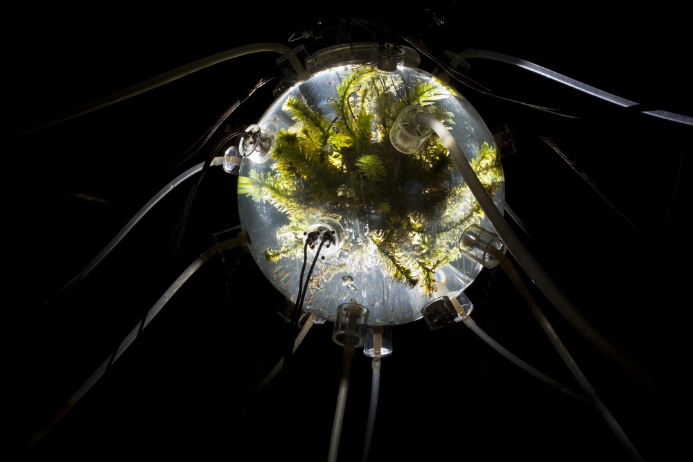 Glass bubble with plants inside