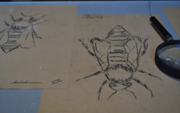  Drawing of a bee beside which is a magnifying glass. 