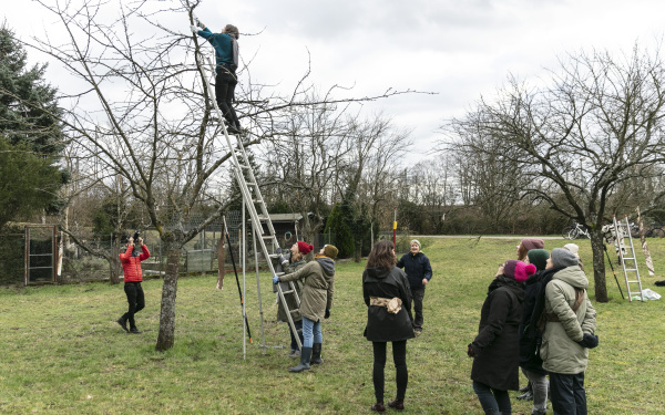 A group of people stand in a meadow and a woman cuts branches from a fruit tree on a ladder.