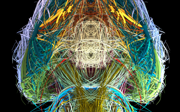 Visualisierung des Konnektoms eines Maus-Gehirns in verschiedenen Farben, Ansicht von unten