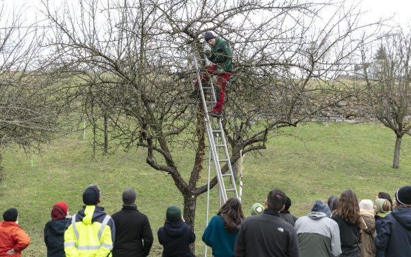 A man is climbing a ladder up a tree while a group of people is watching.