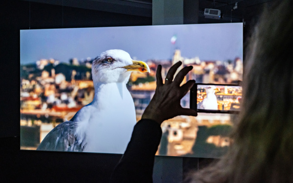 Exhibition view »Marijke van Warmerdam. Then, now, and then«. You can see a large screen showing a seagull.