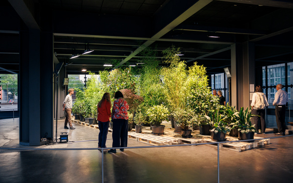 People standing in front of illuminated plants in pots.