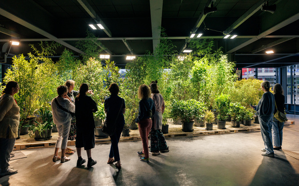 People standing in front of illuminated plants in pots.