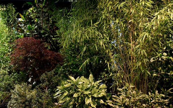 Close-up of a plant collection.