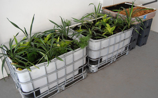 Das Bild zeigt zwei große Behälter mit grünen Pflanzen darin. 