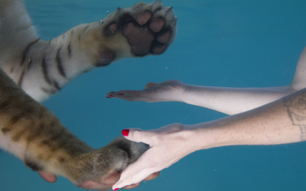 Ein menschlicher Arm und eine Tigerpfote berühren sich unter Wasser.