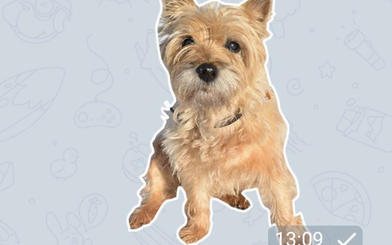 A dog sticker can be seen in a chat window.
