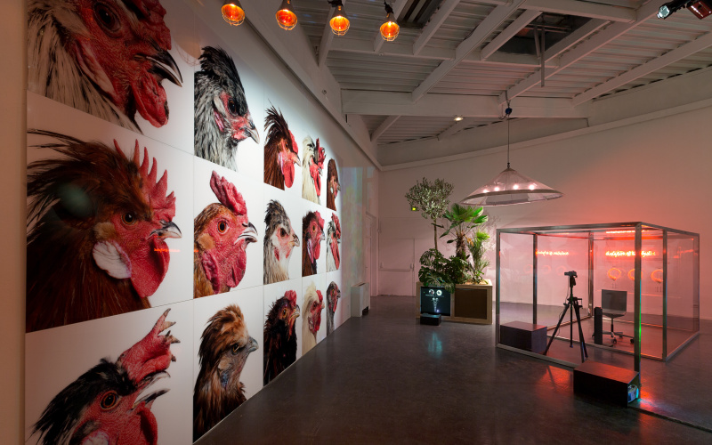 Installation mit Bildern von Hühnern